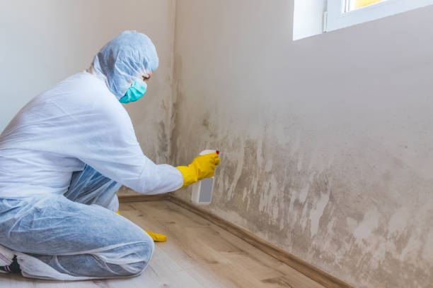 Professional mold removal team in Grant